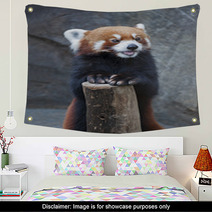 Portrait Of Red Panda, Firefox Or Lesser Panda (Ailurus Fulgens) Wall Art 87976212