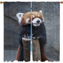 Portrait Of Red Panda, Firefox Or Lesser Panda (Ailurus Fulgens) Window Curtains 87976212