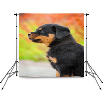 Portrait Of Rottweiler Puppy Backdrops 64897768