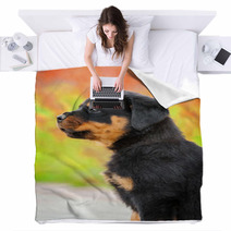 Portrait Of Rottweiler Puppy Blankets 64897768