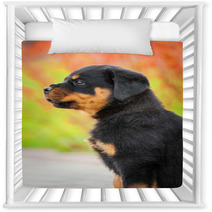 Portrait Of Rottweiler Puppy Nursery Decor 64897768