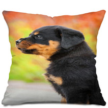 Portrait Of Rottweiler Puppy Pillows 64897768