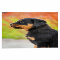 Portrait Of Rottweiler Puppy Rugs 64897768