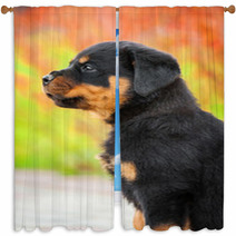 Portrait Of Rottweiler Puppy Window Curtains 64897768