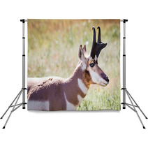 Pronghorn Antelope Backdrops 70230909