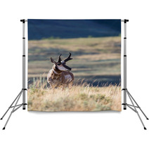 Pronghorn Antelope Backdrops 88819914