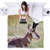 Pronghorn Antelope Blankets 70230909