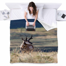 Pronghorn Antelope Blankets 88819914