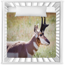 Pronghorn Antelope Nursery Decor 70230909