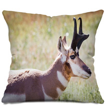 Pronghorn Antelope Pillows 70230909