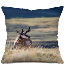 Pronghorn Antelope Pillows 88819914