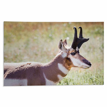 Pronghorn Antelope Rugs 70230909