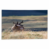 Pronghorn Antelope Rugs 88819914