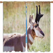 Pronghorn Antelope Window Curtains 70230909