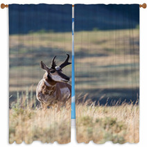 Pronghorn Antelope Window Curtains 88819914