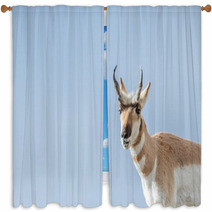 Pronghorn Buck Smiling Window Curtains 87093226