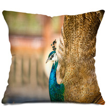 Proud Beautiful Peacock Pillows 65409907