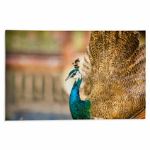 Proud Beautiful Peacock Rugs 65409907