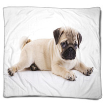 Pug Puppy Blankets 40549198