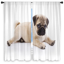 Pug Puppy Window Curtains 40549198