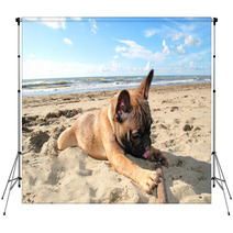 Puppy Dog French Bouledogue At Seaside Backdrops 62411151