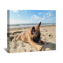 Puppy Dog French Bouledogue At Seaside Wall Art 62411151
