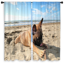Puppy Dog French Bouledogue At Seaside Window Curtains 62411151