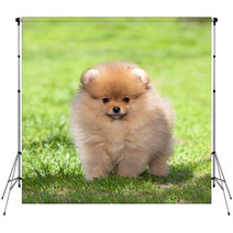 Puppy On Green Grass Backdrops 52516561