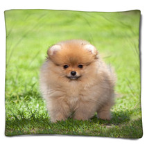 Puppy On Green Grass Blankets 52516561