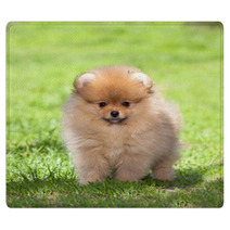 Puppy On Green Grass Rugs 52516561