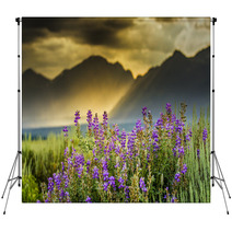 Purple Lupines In The Tetons Backdrops 55016403
