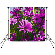 Purple Osteopermum African Daisies Close-up. Backdrops 63958232