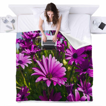 Purple Osteopermum African Daisies Close-up. Blankets 63958232