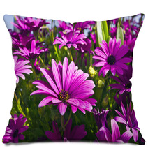 Purple Osteopermum African Daisies Close-up. Pillows 63958232