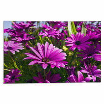 Purple Osteopermum African Daisies Close-up. Rugs 63958232