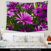 Purple Osteopermum African Daisies Close-up. Wall Art 63958232