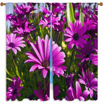Purple Osteopermum African Daisies Close-up. Window Curtains 63958232