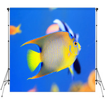 Queen Angelfish (Holacanthus Ciliaris) Backdrops 65334903