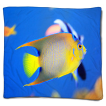 Queen Angelfish (Holacanthus Ciliaris) Blankets 65334903
