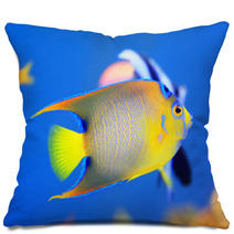 Queen Angelfish (Holacanthus Ciliaris) Pillows 65334903