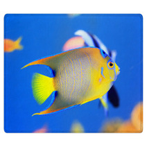 Queen Angelfish (Holacanthus Ciliaris) Rugs 65334903