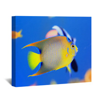 Queen Angelfish (Holacanthus Ciliaris) Wall Art 65334903