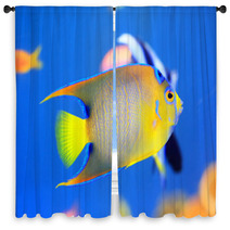 Queen Angelfish (Holacanthus Ciliaris) Window Curtains 65334903