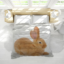 Rabbit Bedding 55072528