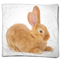 Rabbit Blankets 55072528