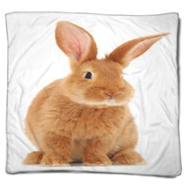 Rabbit Blankets 56523932