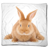 Rabbit Blankets 59061581
