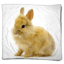 Rabbit On White Blankets 24292624