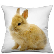 Rabbit On White Pillows 24292624