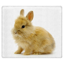 Rabbit On White Rugs 24292624